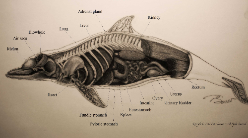 Dolphin Anatomy (small)