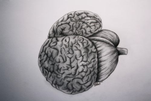 Dolphin Brain (small)