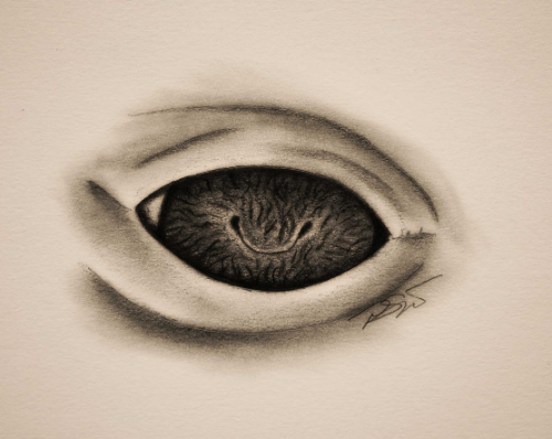 Tursiops Eye (small)
